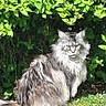 cat, long_hair, fluffy, grass, bush, greenery, outdoor, nature, pet, animal, sunlight, sitting, feline, fur, wildlife, leaf, daylight, mammal, garden, relaxed