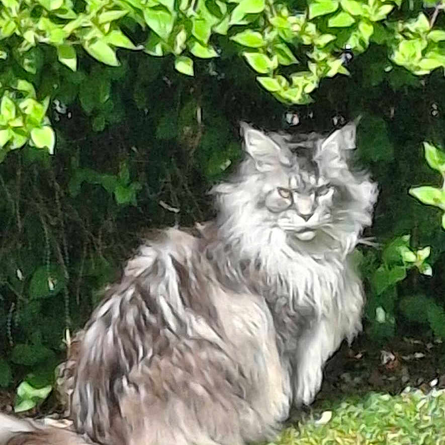 Hossor participe au concours pour gagner de l'argent avec cette photo : cat, long_hair, fluffy, grass, bush, greenery, outdoor, nature, pet, animal, sunlight, sitting, feline, fur, wildlife, leaf, daylight, mammal, garden, relaxed