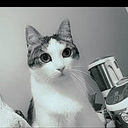 Noël participe au concours pour gagner de l'argent avec cette photo : cat, indoor, pet, whiskers, curious, close_up, animal, feline, domestic_cat, face, ears, fur, black_and_white, household, appliance, looking, portrait, eye_contact, cute, domestic