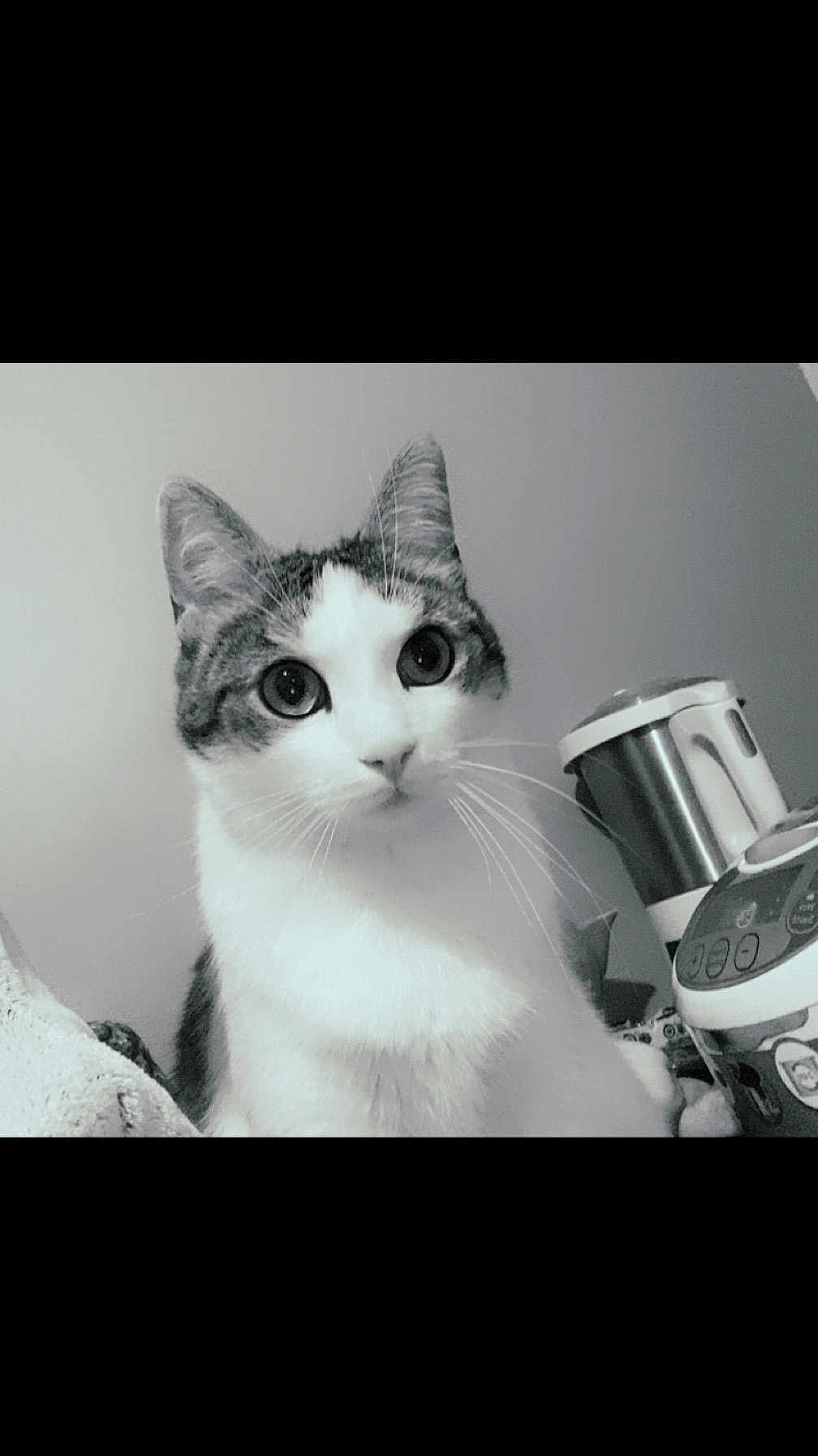 Noël participe au concours pour gagner de l'argent avec cette photo : cat, indoor, pet, whiskers, curious, close_up, animal, feline, domestic_cat, face, ears, fur, black_and_white, household, appliance, looking, portrait, eye_contact, cute, domestic
