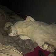 Noël participe au concours pour gagner de l'argent avec cette photo : animal, bed, blanket, cat, comfort, cozy, cute, domestic_animal, feline, fur, fur_pattern, indoor, nap, paws, pet, relaxed, resting, sleeping, soft, whiskers