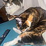 Iro participe au concours pour gagner de l'argent avec cette photo : animal, blue_surface, calico_cat, cat, chair, closeup, comfort, cushion, domestic_animal, feline, fur, grooming, household, indoor, pet, relaxing, remote_control, resting, two_cats, white_gray_cat