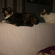 Iro a rejoint le concours — aidez-le/la à gagner de superbes lots ! animal, blanket, cat, couch, cozy, curious, curtain, dim_lighting, domestic_cat, furniture, home, indoor, pets, photo_collage, resting, side_view, tortoiseshell_cat, two_animals, wall, white_cat