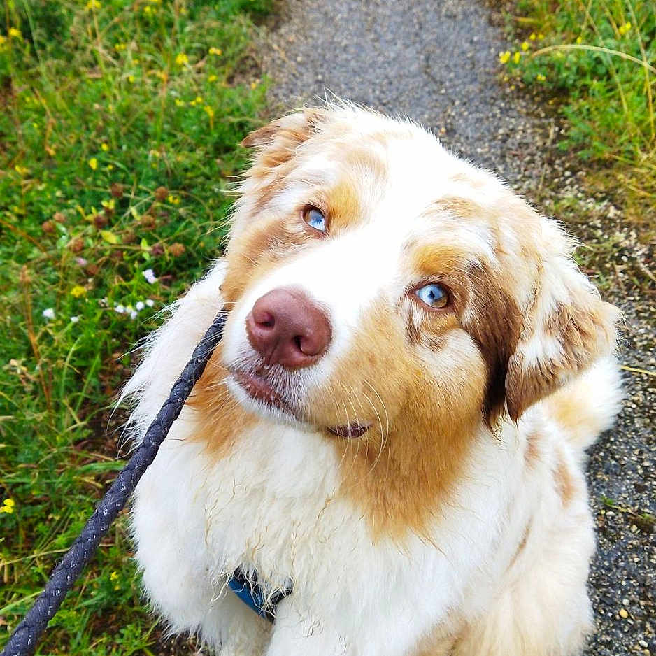 Shadow a rejoint le concours — aidez-le/la à gagner de superbes lots ! animal, australian_shepherd, blue_eyes, brown_and_white, canine, companion, curious, cute, dog, fluffy, fur, grass, leash, nature, outdoor, path, pet, sitting, walk, wildflowers