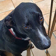 Maya a rejoint le concours — aidez-le/la à gagner de superbes lots ! dog, black_dog, pet, floor, tile_floor, indoor, brown_eyes, white_marking, collar, red_collar, chair, wooden_chair, paw, canine, looking_up, domestic_animal, close_up, companion, curious, knees