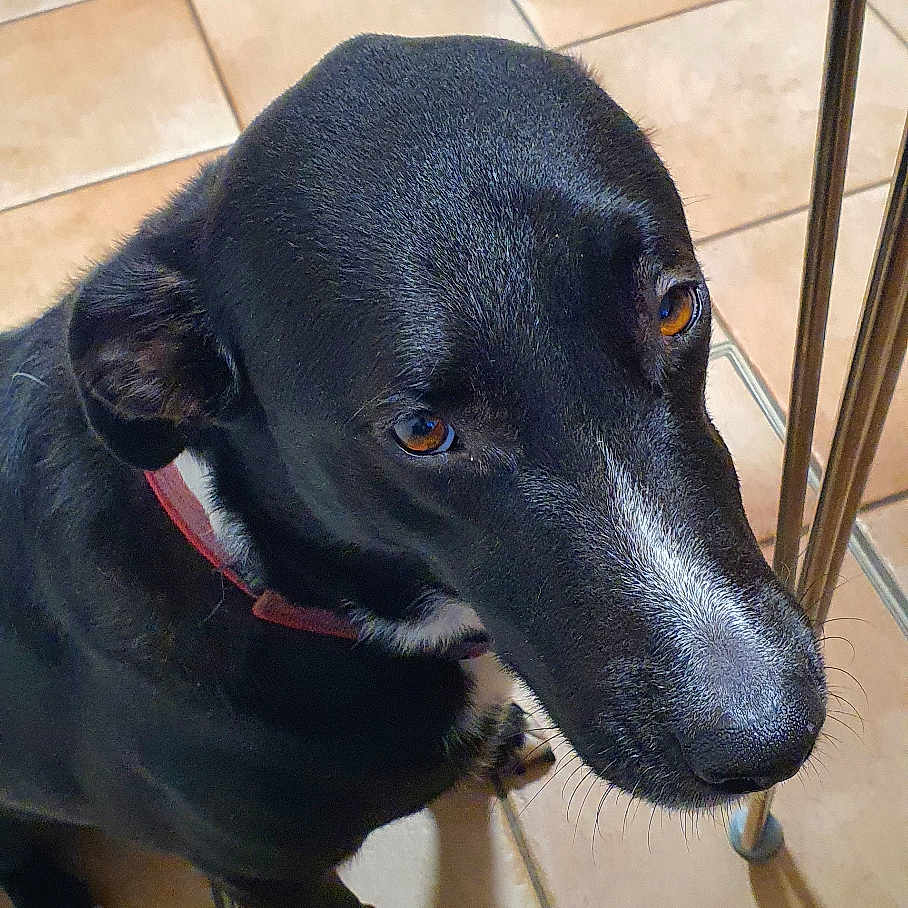Maya