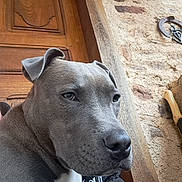 Tyson participe au concours pour gagner de l'argent avec cette photo : dog, canine, gray_dog, portrait, close_up, face, head, eyes, nose, ears, short_hair, white_chest, sitting, outdoor, door, wood, stone_wall, rustic, pet, animal