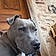 Tyson