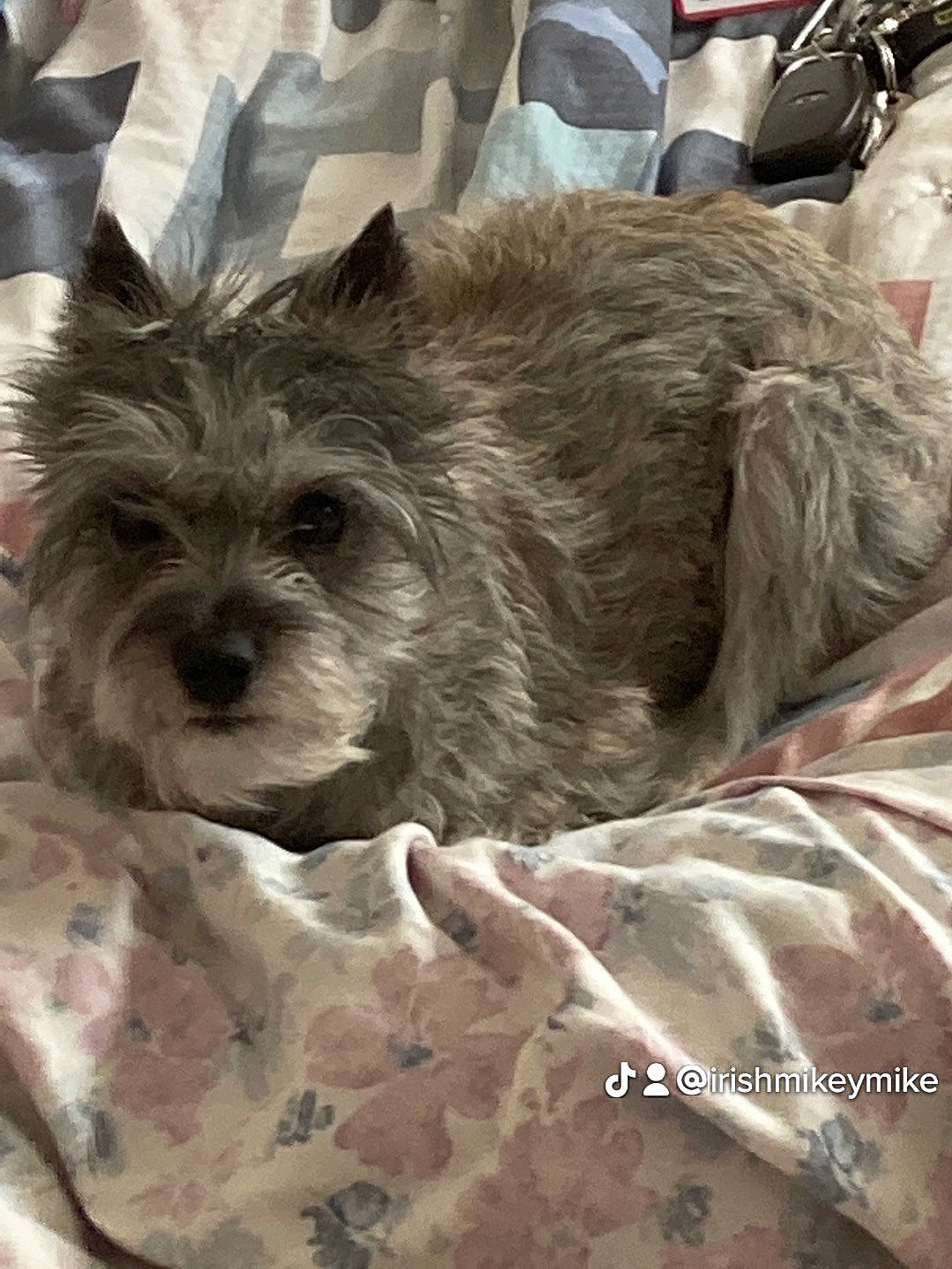 Destiny is registered to the contest to win money with this photo: biewer_terrier, canidae, carnivore, comfort, companion_dog, dog, dog_breed, dog_supply, fur, linens, non_sporting_group, small_terrier, snout, sporting_group, terrestrial_animal, terrier, toy_dog, working_animal, working_terrier, yorkipoo