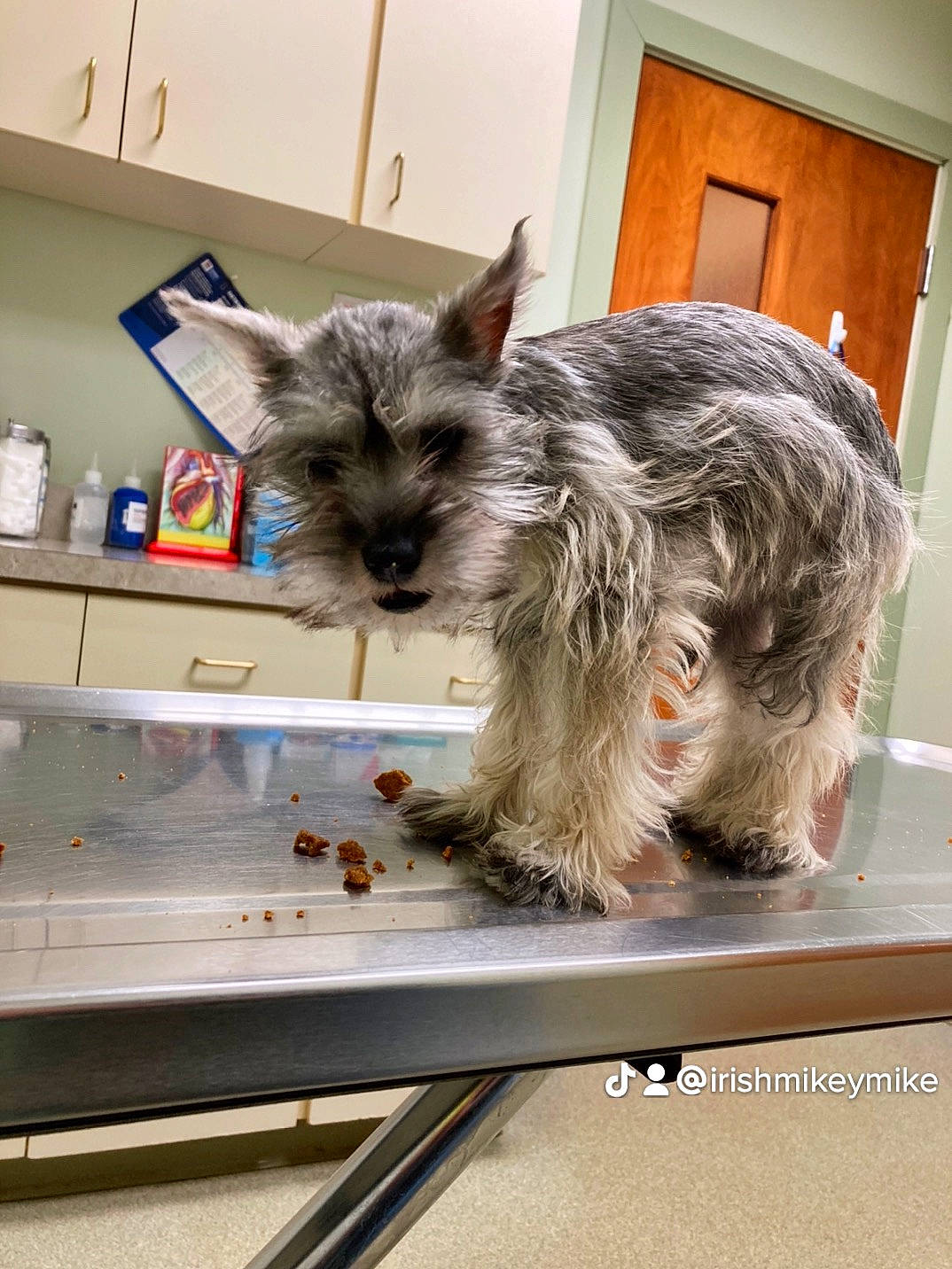 Destiny joined the competition — help win amazing prizes! canidae, carnivore, companion_dog, dog_breed, dog_supply, door, fawn, felidae, fur, paw, picture_frame, room, shelf, small_terrier, small_to_medium_sized_cats, snout, tail, terrier, toy_dog, whiskers