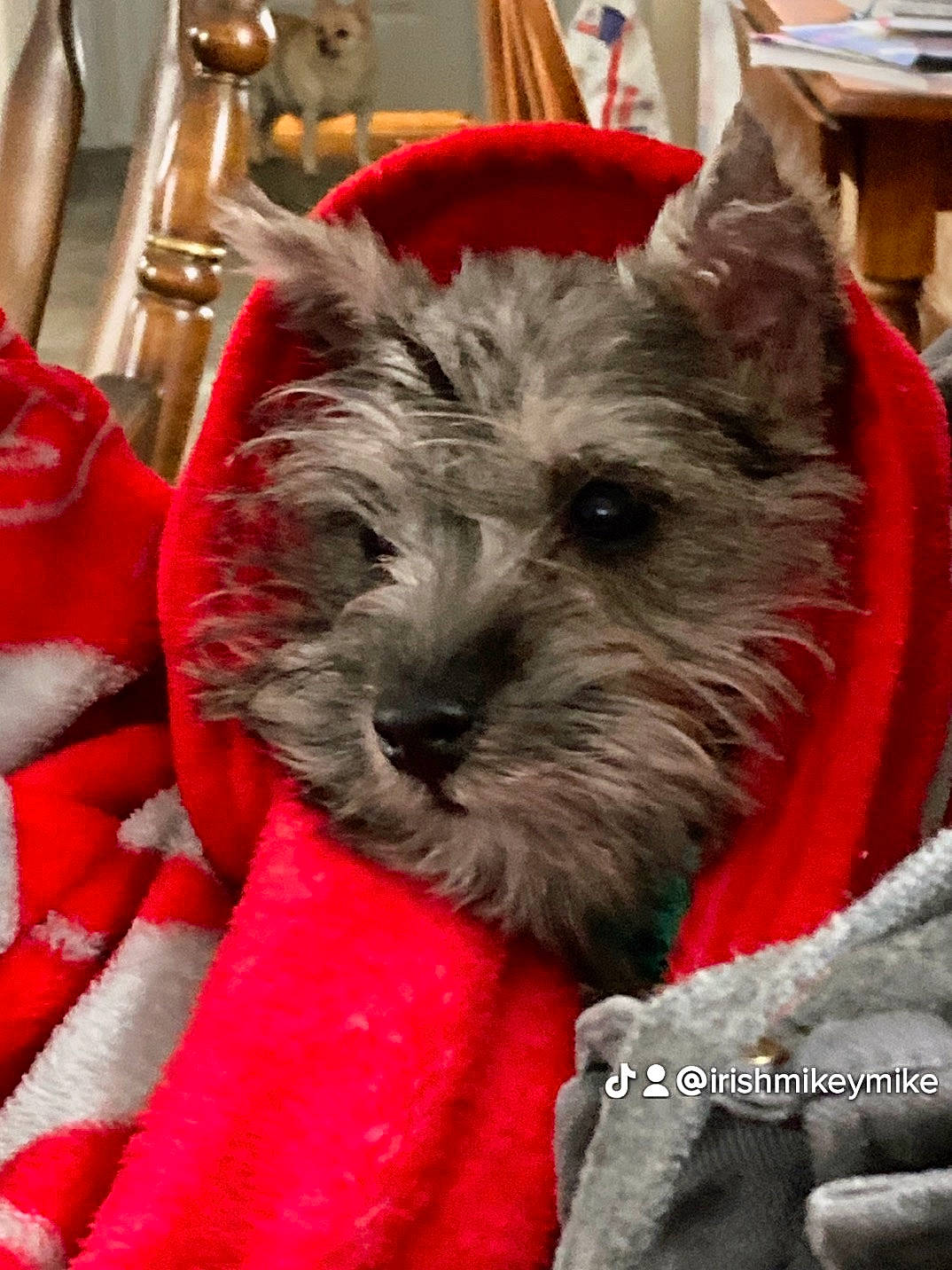 Destiny joined the competition — help win amazing prizes! carnivore, collar, companion_dog, dog, dog_breed, dog_supply, felidae, fur, giant_dog_breed, non_sporting_group, party_hat, schnauzer, small_terrier, snout, sporting_group, standard_schnauzer, terrestrial_animal, terrier, toy_dog, working_animal