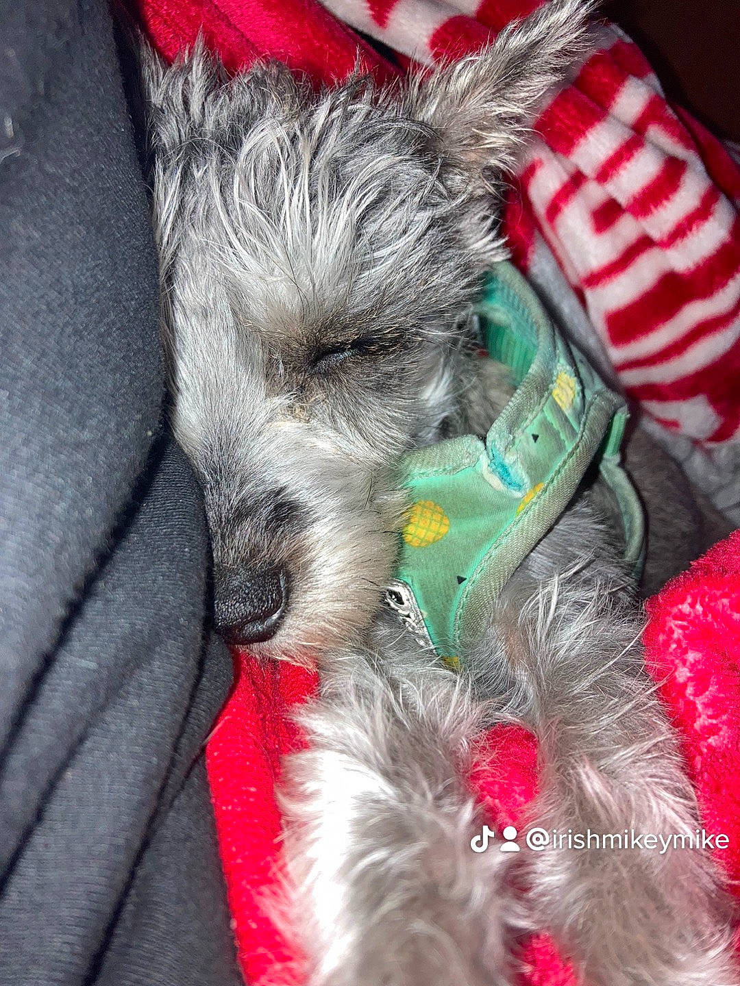 Destiny is registered to the contest to win money with this photo: canidae, carnivore, christmas, collar, companion_dog, dog, dog_breed, dog_clothes, dog_supply, event, fashion_accessory, fawn, felidae, fur, holiday, snout, sporting_group, terrier, toy_dog, whiskers