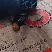 Caline a rejoint le concours — aidez-le/la à gagner de superbes lots ! animal, black_fur, cat, close_up, cozy, cute, decor, feline, funny, glasses, heart_shaped_glasses, indoor, orange_paw, patterned, pet, quirky, relaxing, resting, tablecloth, tortoiseshell_cat