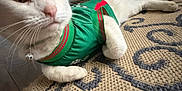Snowball is registered to the contest to win money with this photo: cat, white_cat, pet, animal, indoor, rug, green_sweater, clothing, feline, resting, floor, door, collar, bell, home, fur, cute, mammal, whiskers, expression