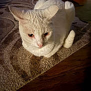 Snowball joined the competition — help win amazing prizes! cat, white_cat, pet, animal, indoor, carpet, floor, fur, whiskers, ears, tail, closeup, looking_down, mammal, domestic_animal, cute, feline, resting, household, cozy