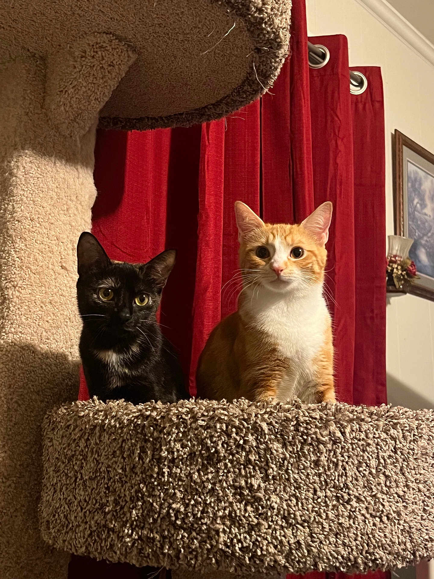 Milo And Luna