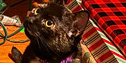 Milo And Luna is registered to the contest to win money with this photo: cat, black_cat, purple_collar, holiday, christmas, wrapping_paper, gift, decorations, wooden_floor, curious, indoor, pet, feline, looking_up, festive, closeup, animal, domestic, cute, cozy