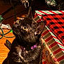 cat, black_cat, purple_collar, holiday, christmas, wrapping_paper, gift, decorations, wooden_floor, curious, indoor, pet, feline, looking_up, festive, closeup, animal, domestic, cute, cozy