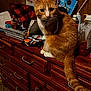 cat, orange_cat, white_cat, collar, bell, dresser, wood, clutter, household_items, indoor, pet, feline, curious, sitting, fur, tail, face, room, wall, container