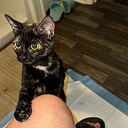 Milo And Luna is registered to the contest to win money with this photo: cat, kitten, tortoiseshell, pet, indoor, floor, slippers, human_leg, paw, curious, yellow_eyes, wooden_floor, hand, person, animal, domestic, cozy, close_up, floor_mat, black_slippers