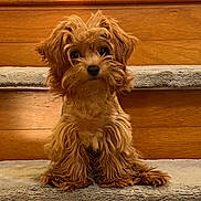 Penny joined the competition — help win amazing prizes! animal, brown_fur, carpet, centered_composition, cute, dog, facial_expression, fluffy, home, indoors, pet, photography, portrait, puppy, shaggy_fur, sitting, small_dog, staircase, staring, wood