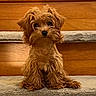 animal, brown_fur, carpet, centered_composition, cute, dog, facial_expression, fluffy, home, indoors, pet, photography, portrait, puppy, shaggy_fur, sitting, small_dog, staircase, staring, wood