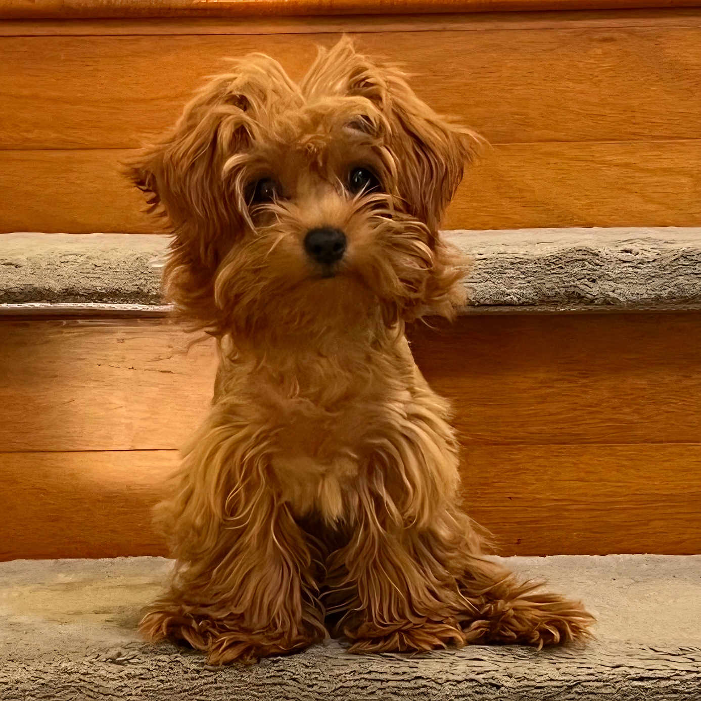 Penny