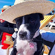 Santa participe au concours pour gagner de l'argent avec cette photo : dog, puppy, straw_hat, black_and_white, pet_tag, snow, outdoor, blue_sky, person, hand, chair, leash, sunny, daytime, cute, animal, pet, playful, winter, casual