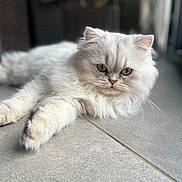 Snow a rejoint le concours — aidez-le/la à gagner de superbes lots ! cat, fluffy, white_fur, pet, animal, indoor, tile_floor, relaxed, laying_down, close_up, portrait, feline, whiskers, cute, domestic_cat, soft_fur, eyes, face, paw, calm