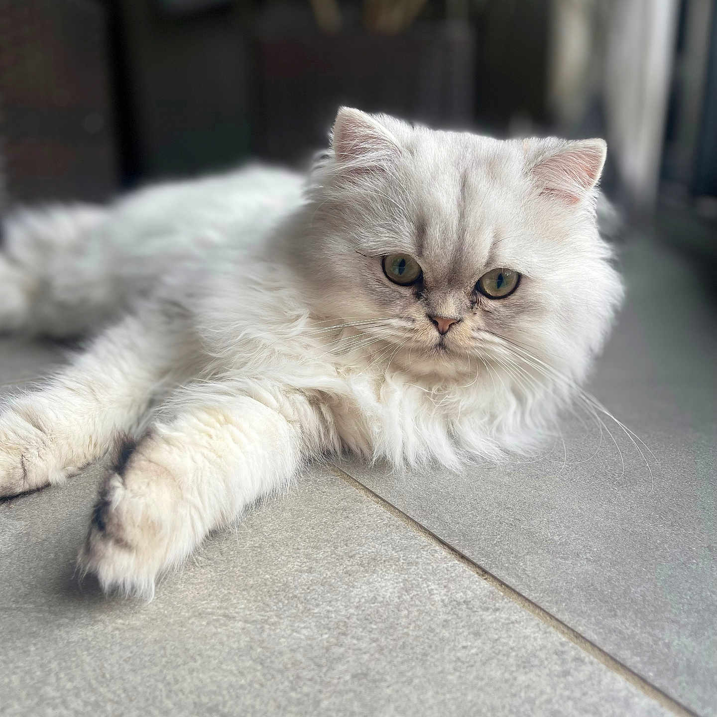 Snow a rejoint le concours — aidez-le/la à gagner de superbes lots ! animal, calm, cat, close_up, cute, domestic_cat, eyes, face, feline, fluffy, indoor, laying_down, paw, pet, portrait, relaxed, soft_fur, tile_floor, whiskers, white_fur