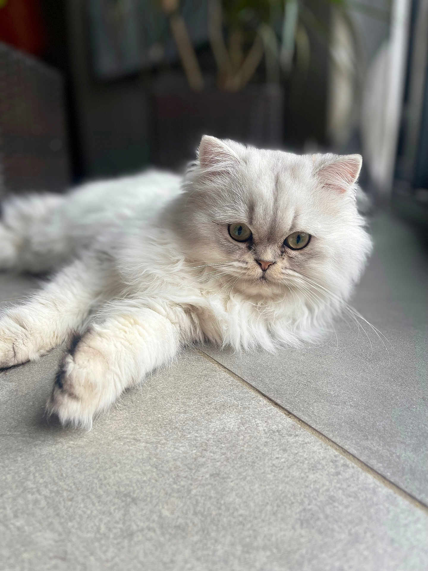 Snow a rejoint le concours — aidez-le/la à gagner de superbes lots ! cat, fluffy, white_fur, pet, animal, indoor, tile_floor, relaxed, laying_down, close_up, portrait, feline, whiskers, cute, domestic_cat, soft_fur, eyes, face, paw, calm