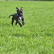 Arya participe au concours pour gagner de l'argent avec cette photo : animal, black_dog, dog, ears_up, field, grass, greenery, happy, mammal, motion, nature, outdoor, pet, playful, puppy, running, summer, sunlight, white_patch, young_dog