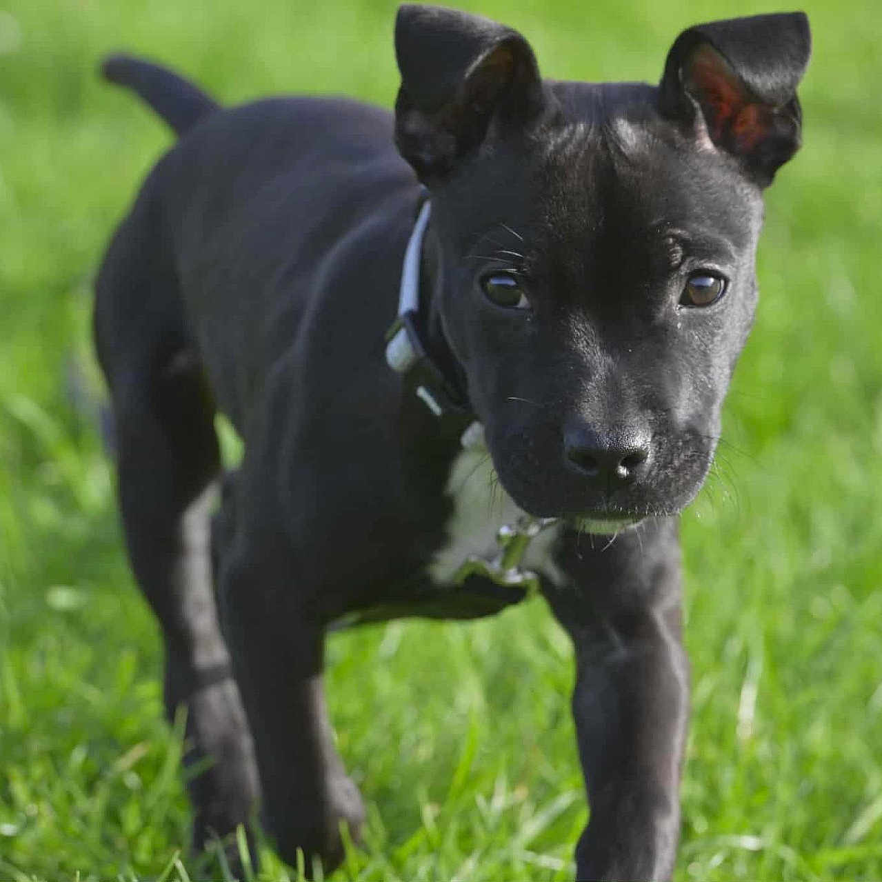 Arya participe au concours pour gagner de l'argent avec cette photo : adorable, animal, black_dog, close_up, collar, cute, daylight, dog, fur, grass, greenery, mammal, nature, outdoor, pet, playful, puppy, summer, walking, young_dog
