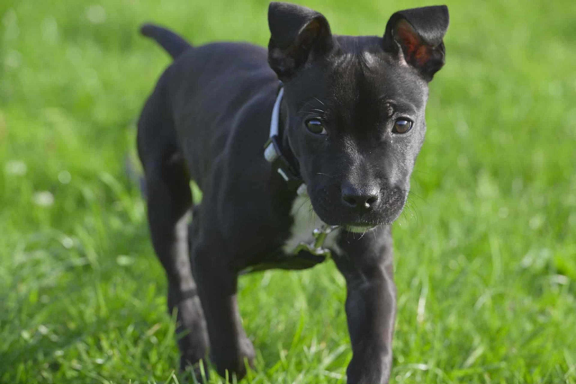 Arya participe au concours pour gagner de l'argent avec cette photo : adorable, animal, black_dog, close_up, collar, cute, daylight, dog, fur, grass, greenery, mammal, nature, outdoor, pet, playful, puppy, summer, walking, young_dog