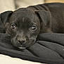 Arya a rejoint le concours — aidez-le/la à gagner de superbes lots ! puppy, black_dog, lying_down, soft_texture, blanket, indoors, cute, pet, animal, young_dog, fur, close_up, resting, adorable, canine, sleepy, domestic_animal, cozy, portrait, gentle