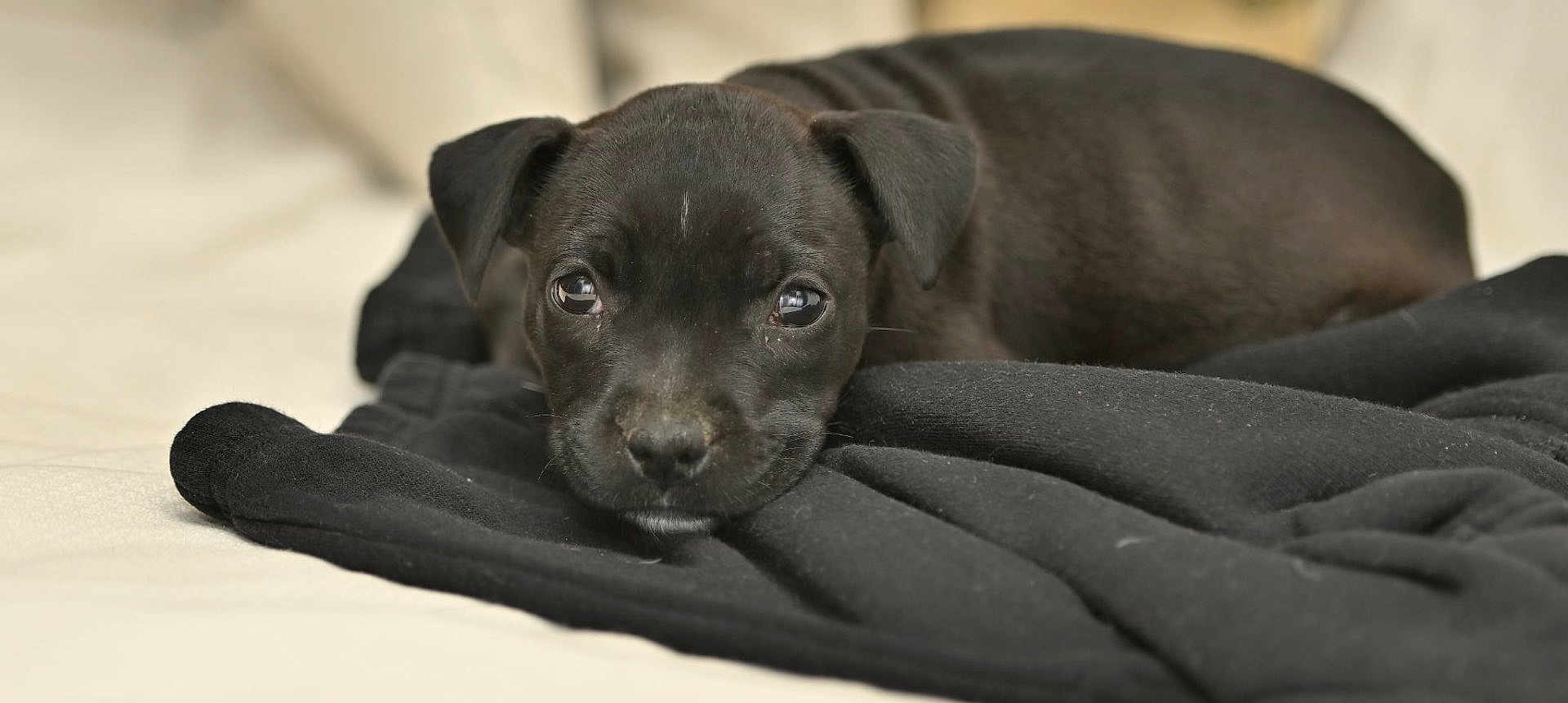 Arya a rejoint le concours — aidez-le/la à gagner de superbes lots ! puppy, black_dog, lying_down, soft_texture, blanket, indoors, cute, pet, animal, young_dog, fur, close_up, resting, adorable, canine, sleepy, domestic_animal, cozy, portrait, gentle