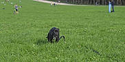Arya a rejoint le concours — aidez-le/la à gagner de superbes lots ! animal, black_dog, blurred_background, canine, daytime, dog, field, grass, greenery, leash, nature, open_space, outdoor, park, people, pet, recreation, sunlight, walking, young_dog