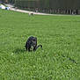 animal, black_dog, blurred_background, canine, daytime, dog, field, grass, greenery, leash, nature, open_space, outdoor, park, people, pet, recreation, sunlight, walking, young_dog