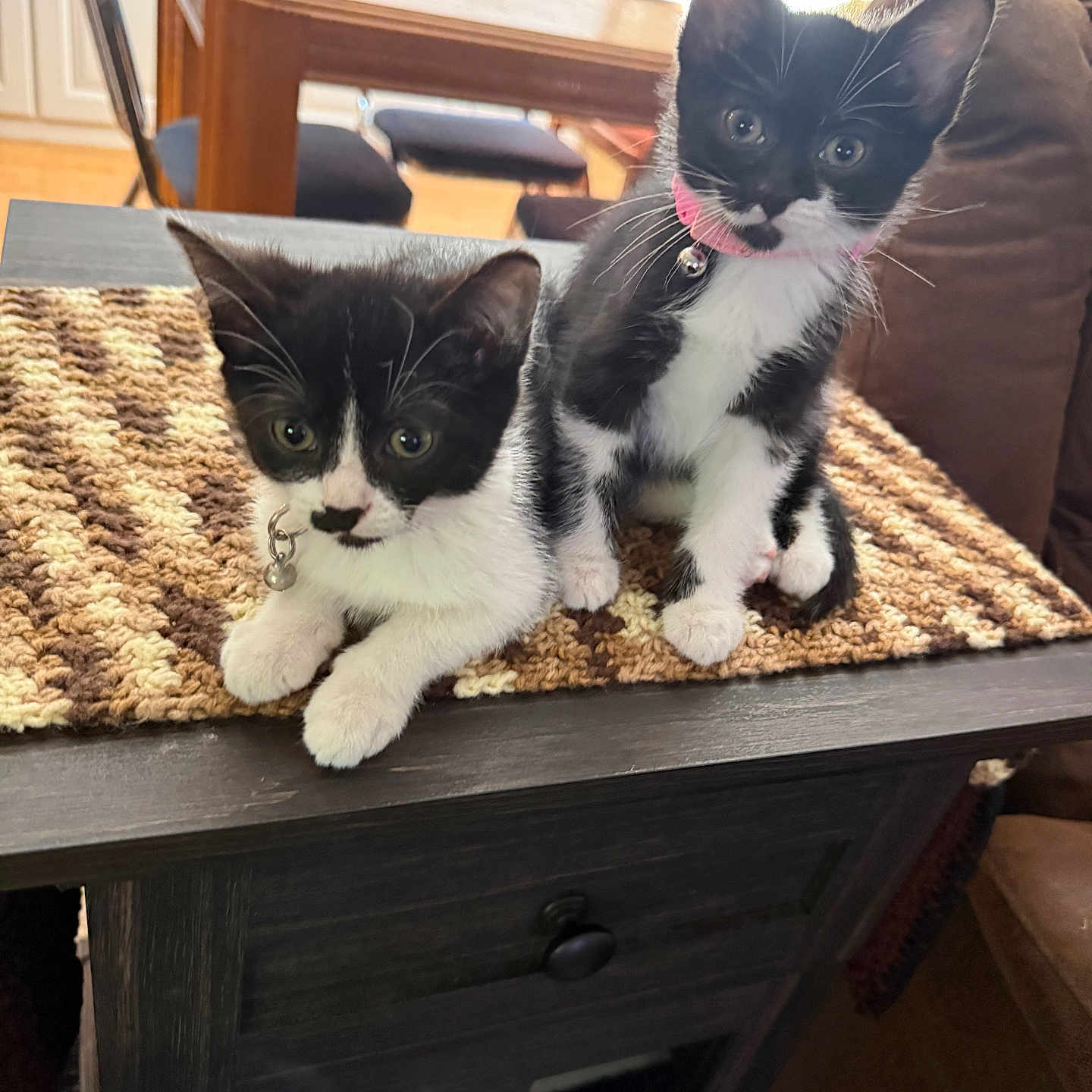 Binx And Boots is registered to the contest to win money with this photo: kitten, cat, black_and_white, pets, indoor, table, striped_mat, curious, cute, feline, collar, domestic, small, young, fur, whiskers, ears, paws, living_room, wooden_furniture