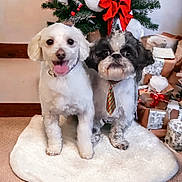 Cotton And Rico joined the competition — help win amazing prizes! accessories, animal, canine, christmas, christmasdecorations, christmastree, cockerspaniel, dog, festival, flower, flowerarrangement, homedecor, hound, pet, plant, poodle, puppy, terrier, tree, whitedog