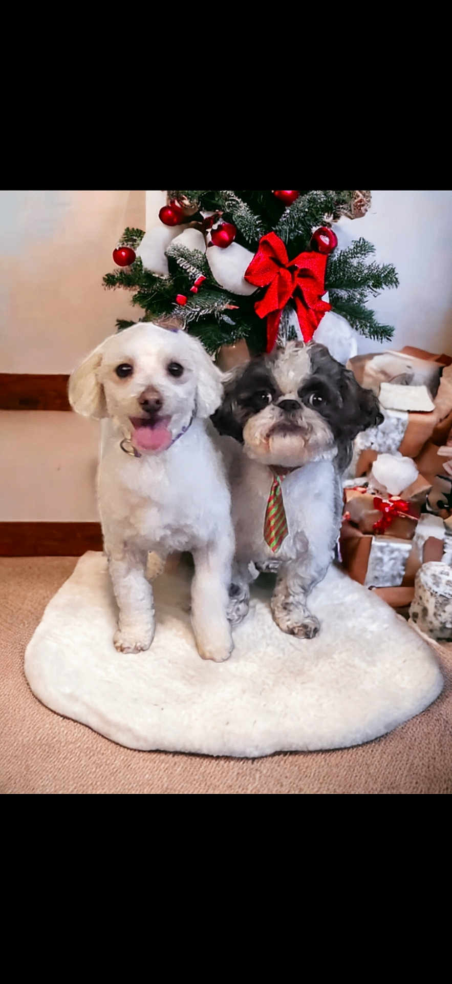 Cotton And Rico