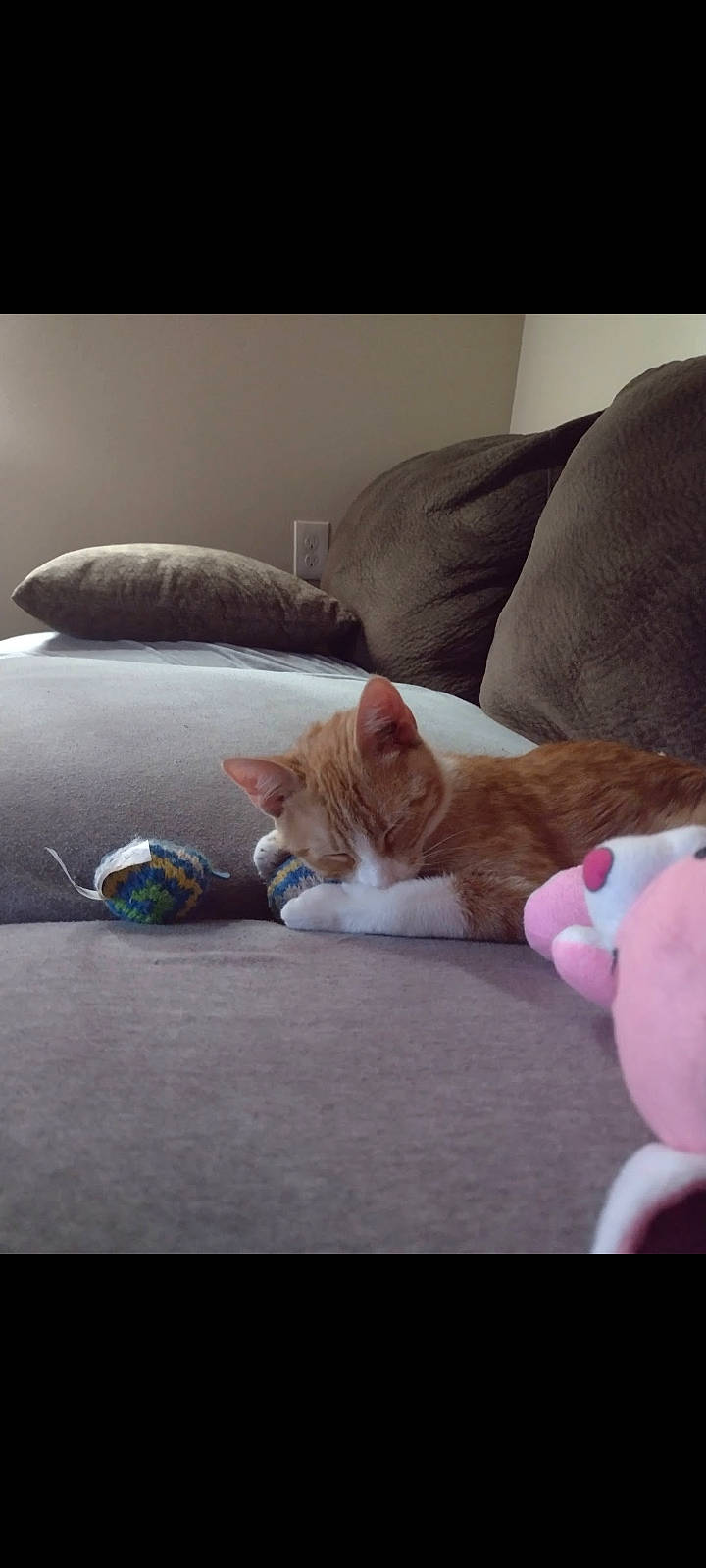 Pumpkin joined the competition — help win amazing prizes! bedding, carnivore, cat, comfort, couch, domestic_short_haired_cat, felidae, flooring, foot, fur, hardwood, human_leg, linens, paw, room, small_to_medium_sized_cats, tail, textile, whiskers, wood