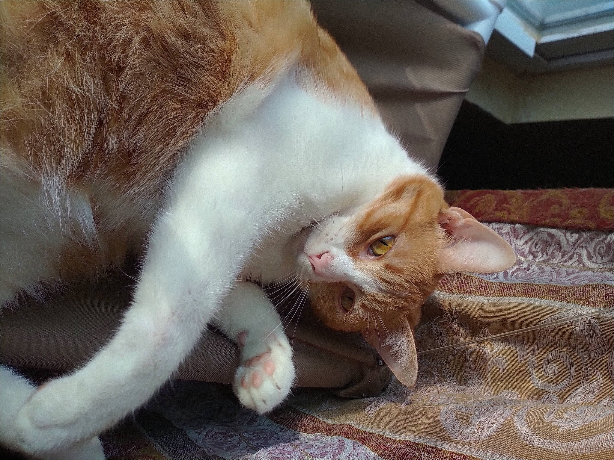 Pumpkin is registered to the contest to win money with this photo: carnivore, cat, claw, comfort, domestic_short_haired_cat, ear, fawn, felidae, foot, fur, human_leg, nap, paw, small_to_medium_sized_cats, snout, sporting_group, tail, terrestrial_animal, whiskers, wood