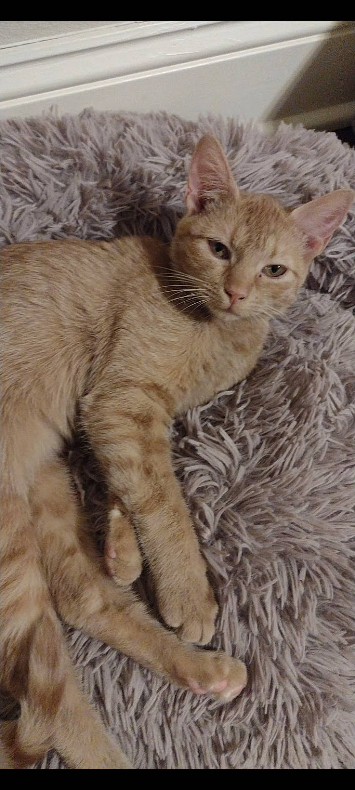 Spice joined the competition — help win amazing prizes! carnivore, cat, claw, domestic_short_haired_cat, fawn, felidae, fur, paw, small_to_medium_sized_cats, snout, tail, terrestrial_animal, whiskers, wildlife