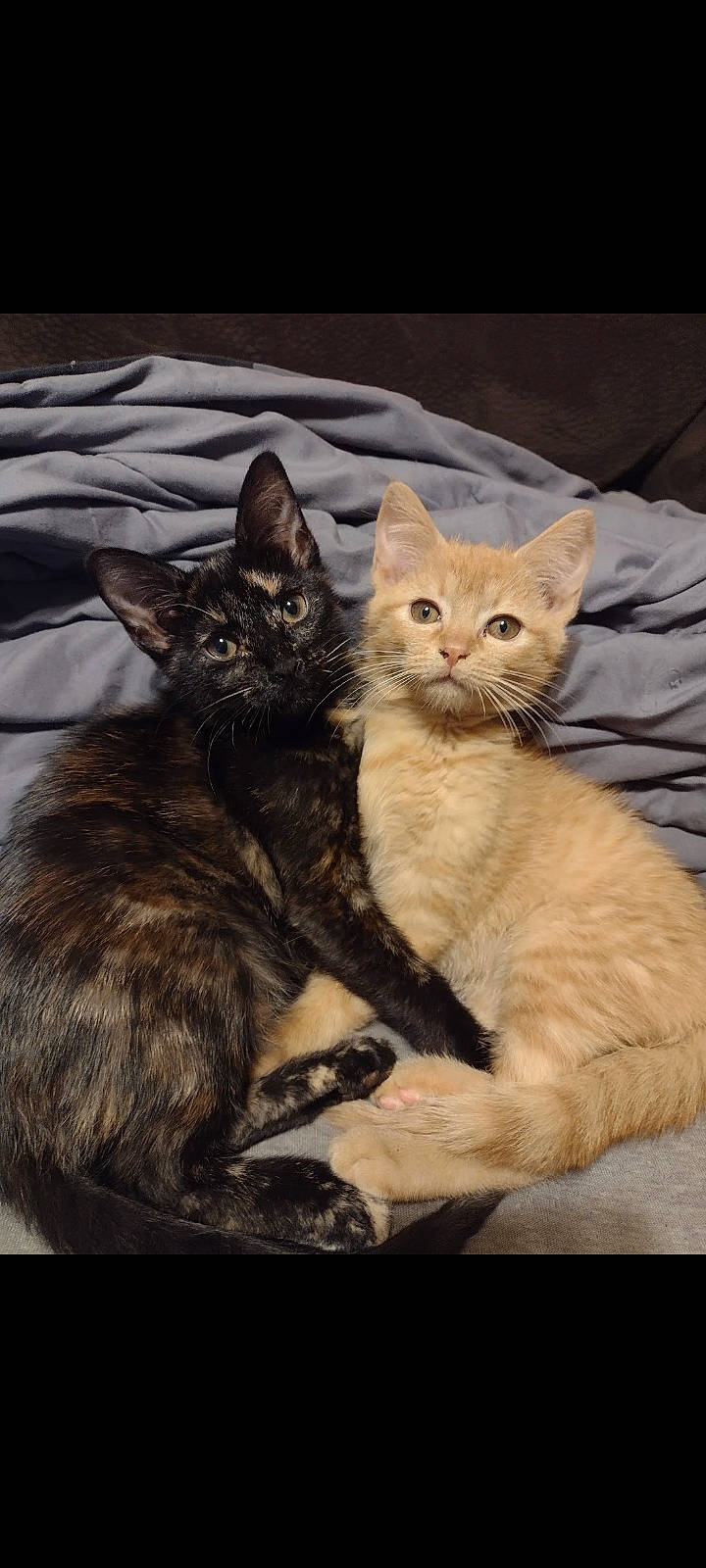 Spice joined the competition — help win amazing prizes! carnivore, cat, claw, comfort, domestic_short_haired_cat, fawn, felidae, fur, gesture, mammal, nap, paw, sitting, small_to_medium_sized_cats, tail, terrestrial_animal, vertebrate, whiskers, wildlife, window