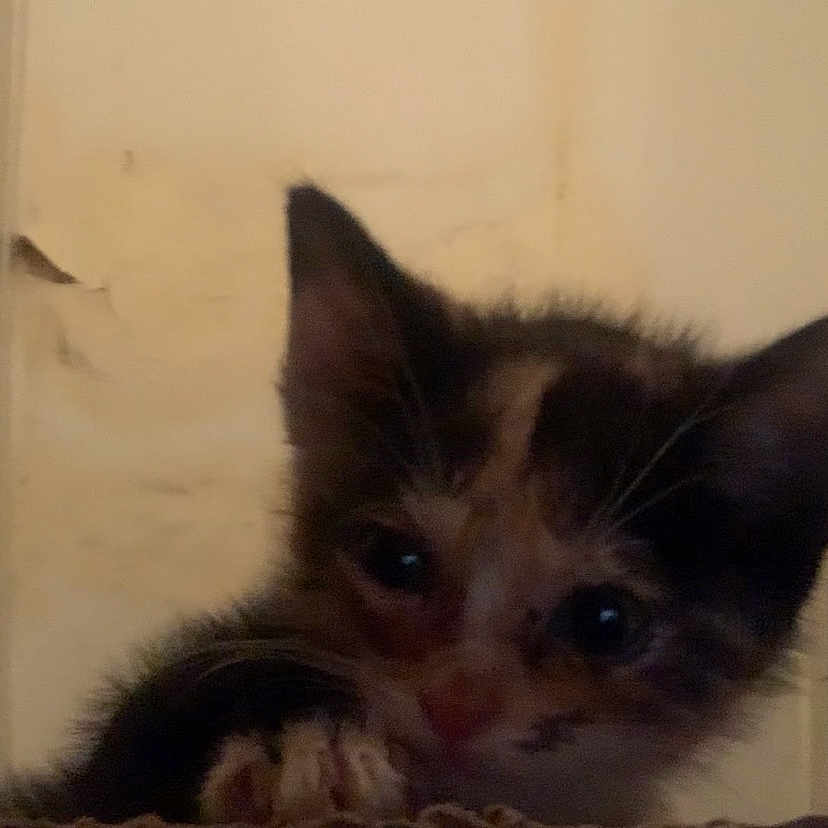 Brownie joined the competition — help win amazing prizes! animal, background, blurred, cat, close_up, curious, cute, dim_light, domestic, ears, face, feline, fur, indoor, kitten, looking, pet, small, whiskers, young