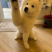 Pumpkin joined the competition — help win amazing prizes! adorable, animal, canine, curious, cute, dog, domestic, door, flooring, fluffy, fur, home, indoor, paw, pet, puppy, raising_paw, white, wooden_floor, young_dog