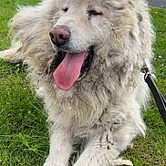 Shadow participe au concours pour gagner de l'argent avec cette photo : dog, canine, animal, pet, fur, tongue, grass, outdoor, leash, happy, panting, scruffy, nature, greenery, park, resting, muzzle, nose, ears, walking