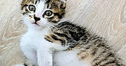 Bloom a rejoint le concours — aidez-le/la à gagner de superbes lots ! kitten, cat, tabby, pet, animal, fur, whiskers, cute, young, floor, indoor, laying, relaxed, small, domestic_animal, mammal, playful, closeup, eyes, paws