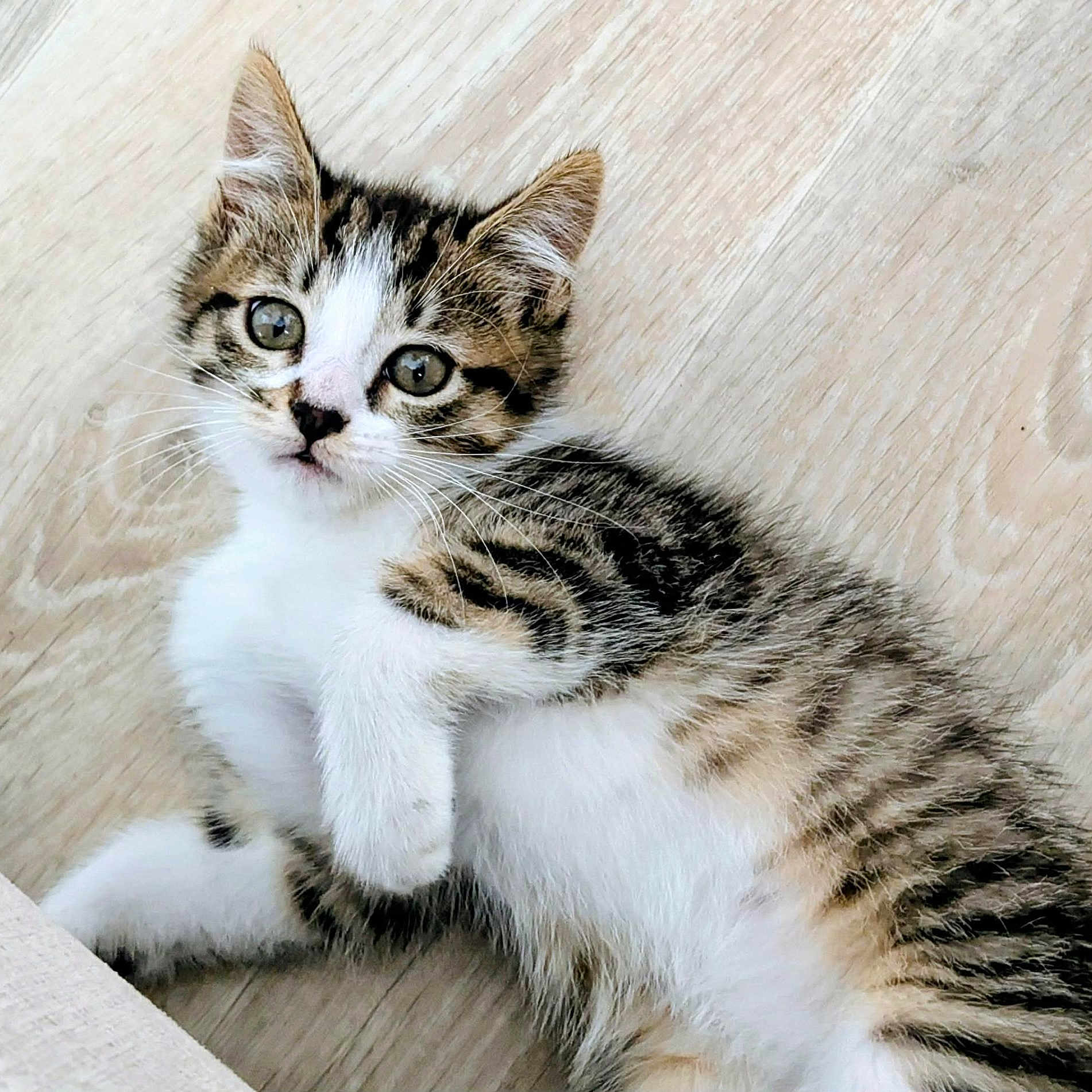Bloom a rejoint le concours — aidez-le/la à gagner de superbes lots ! kitten, cat, tabby, pet, animal, fur, whiskers, cute, young, floor, indoor, laying, relaxed, small, domestic_animal, mammal, playful, closeup, eyes, paws